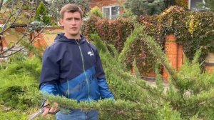Топиарная стрижка! Мастер-класс по формированию авторского топиара. Фигура придуманная нами.