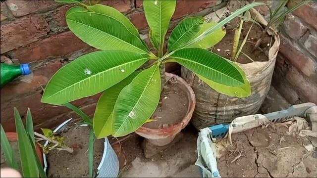 Monsoon Garden Overview & Garden Work||Summer Garden Overview & Rainfall||Rainy Season Garden Works