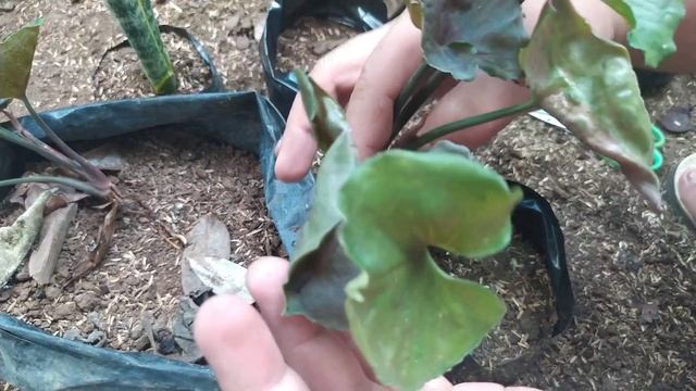 Syngonium Strawberry Ice / How To Propagate Syngonium Plant In Soil