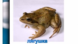 Развитие речи для дошкольников. Презентация "Дети животных".