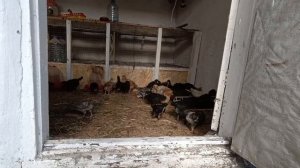 Всех соединила🐤 Цыплята на свободе 🐤🐥Удача улыбнулась🏊_♀️Скоро буду купаться точно! 😍🏊💧