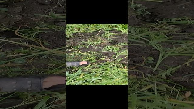 домашнний чеснок получается крупный