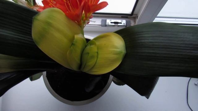 Кливия БУДДА! Цветёт шикарная кливия БУДДА! смотреть онлайн