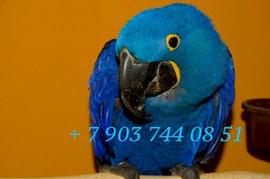 Гиацинтовый ара (Anodorhynchus hyacinthinus) - птенцы выкормыши из питомника