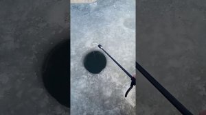 РЫБАЛКА НА ГОЛЬЯНА . БЕШЕННЫЙ КЛЁВ