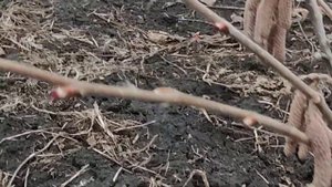 ФУНДУК.ЦВЕТЕНИЕ НАЧАЛОСЬ!!!!!