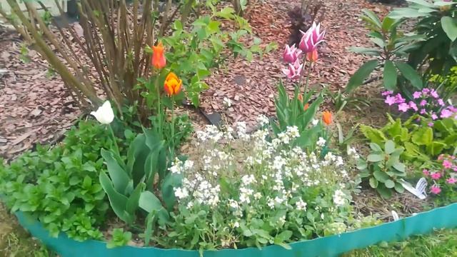 Цветы в мае (2021г); сорта тюльпанов: Роял Гифт, Флеминг Байсад, Баллада, Баллада Оранж, Калимеро смотреть онлайн