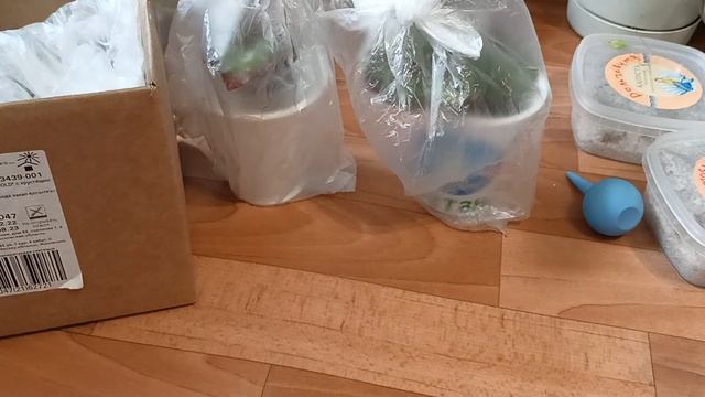 обзор растенийбегонии на адаптацию