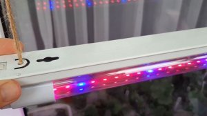 Зимняя подсветка пеларгонии. Какую лампу выбрать? Фитолампы для роста и цветения.