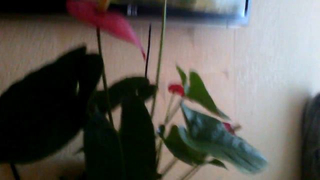 Мультик+цветочки💋 смотреть онлайн