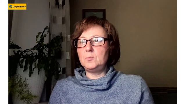 Собака на прогулке не реагирует на голос. «Вопрос-ответ» с кинологом Татьяной Шамановой смотреть онлайн