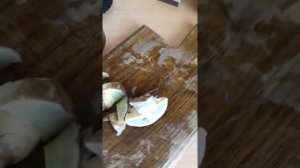 Болет глубокоукореняющийся