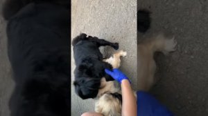 Вязка пекинесов Вязка собак Довольные пёсики