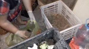 Делаем пробное заселение калифорнийского червя, часть 1