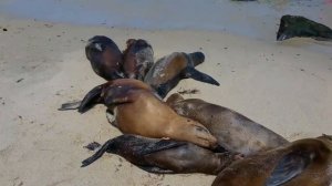 Пляж с морскими котиками в Ла Хойя, штат Калифорния La Jolla Seal beach