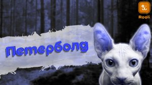 Освежающий взгляд на кошек: Порода Петербургский сфинкс