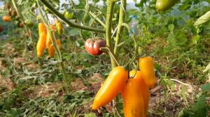 Сорт томата К 54-70