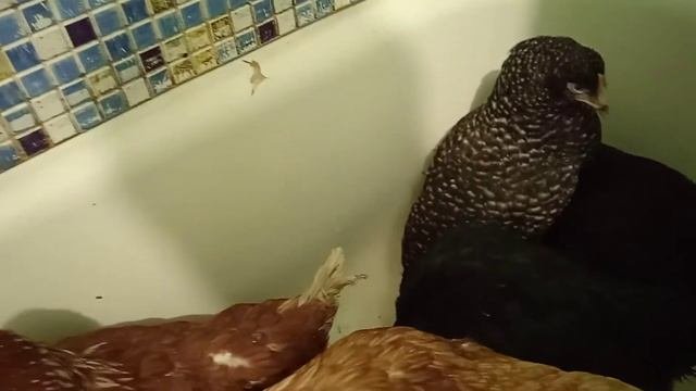 Купили кур различных пород.
