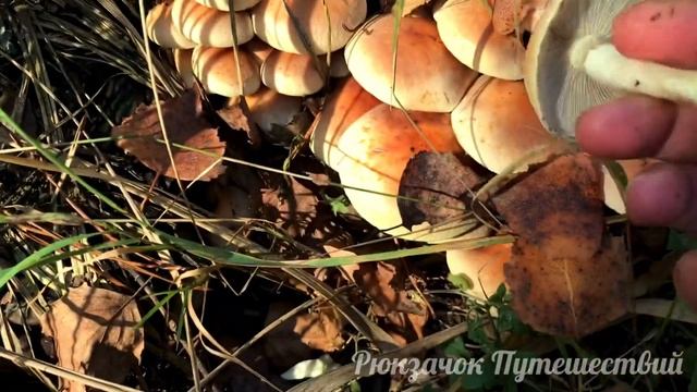 Как отличить опенок осенний от ложного серо-пластинчатого опенка