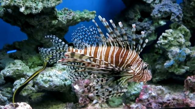 Рыба- лев или полосатая крылатка смотреть онлайн