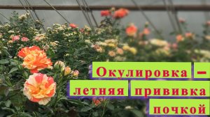 Как привить розу почкой. Окулировка - летняя прививка.