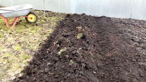 Сажаю БАТУН Делением КУСТА. 11.03.2020г.