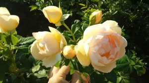 Воллертон Олд Холл