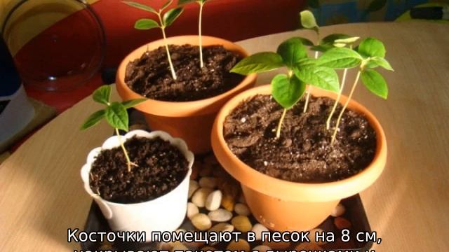 Как вырастить персик из косточки смотреть онлайн