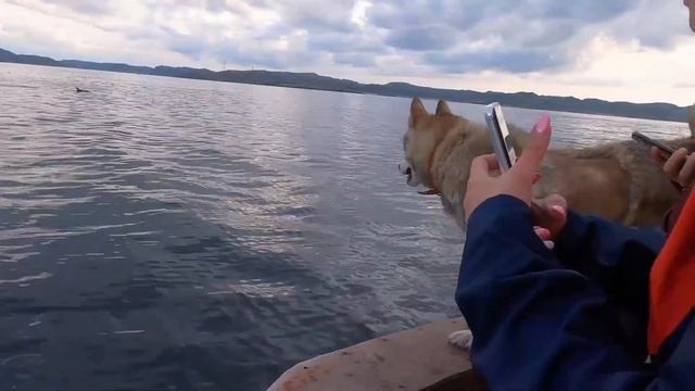 Териберка - киты, дельфины и рыбалка в Баренцевом море на треску