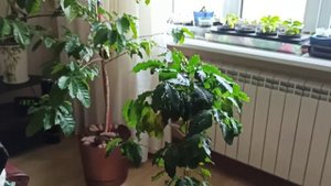 Кофе Арабика