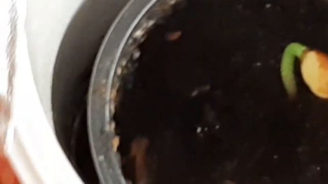 КАК ВЫРАСТИТЬ КЕДР ИЗ ОРЕХА В ДОМАШНИХ УСЛОВИЯХ!