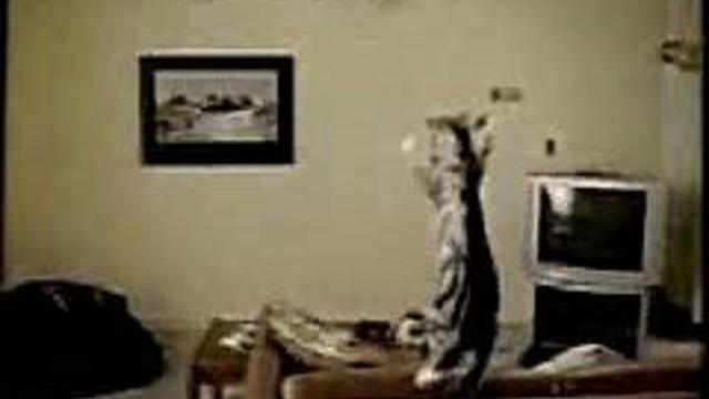 Глупая кошка летит на вентиляторе смотреть онлайн