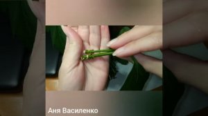 Размножение Форзиции черенками в воде. (стебли, листья). Отличный результат. Процесс в месяц.