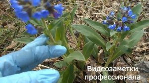 Лекарственные растения. Медуница лекарственная