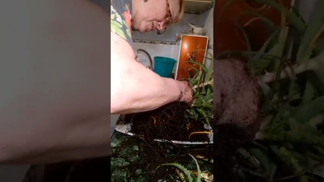 Пересадка алоэ. смотреть онлайн