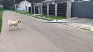 Белый Акита!Акита-ину!Дрессировка!Послушание! 4K