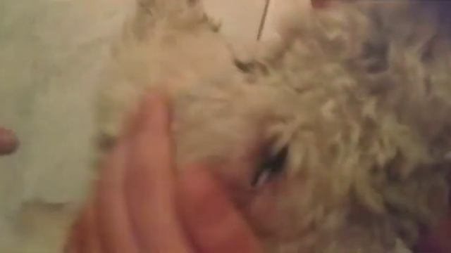 Как мы любим❤ Максику🐩🐶.Милый кадр😁😀💕😂.Пудель Макс Приколы🤗😻 смотреть онлайн