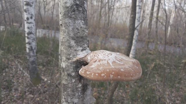 УСПЕТЬ НА ХОД ХАРИУСА. СЕРЕДИНА ОСЕНИ. смотреть онлайн