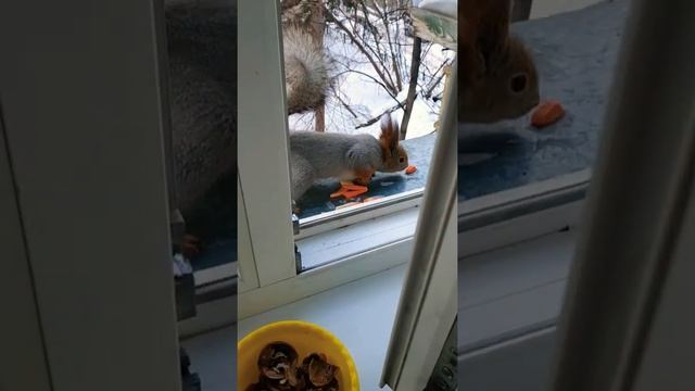 Белочка выбрала орех#животные#animals#белка#squirrel