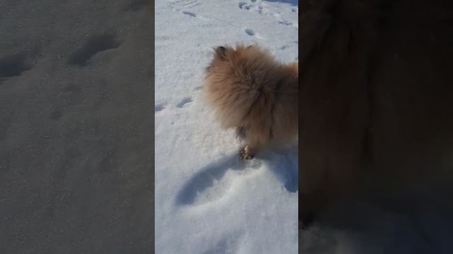 Неугомонный Шпиц съел весь снег