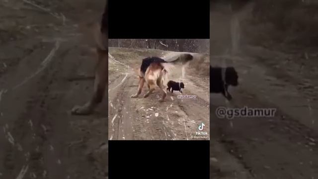 Эдит немецкая овчарка