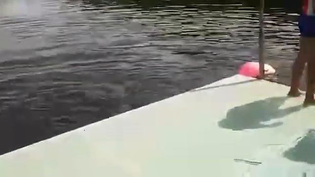 Дельфин отжигает смотреть онлайн