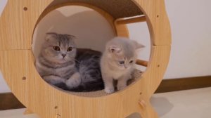 Погладь кота. Приколы про котов. AI SUNO