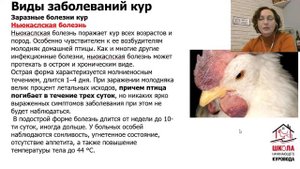Заразные и незаразные болезни кур. Глисты у кур. Школа куровода урок19.