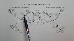 Анатомия.  Часть 2.  Рефлекторная дуга.