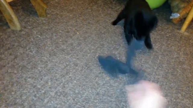 Schipperke puppy Grey boy 4 weeks смотреть онлайн