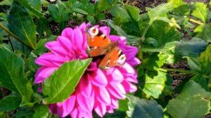 Бабочка Павлиний глаз на цветах георгина. Butterfly Peacock Eye on Dahlia flowers.