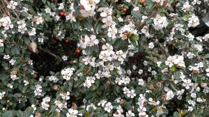 Цветение кизильника