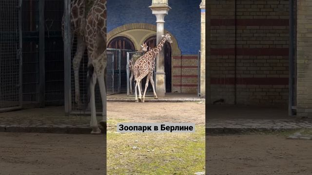 Что посмотреть в Берлине. Zoo Berlin #berlin #берлин #чтопосмотретьвберлине