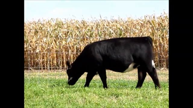 Lot 2 - F828 смотреть онлайн